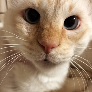 クリームの青い瞳の寄り目のヨーリくん