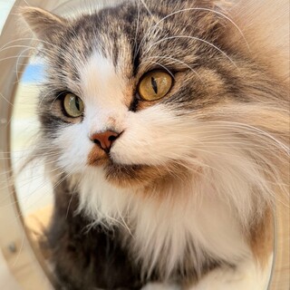 立ち耳スコ、甘えん坊で元気いっぱい男の子、3歳