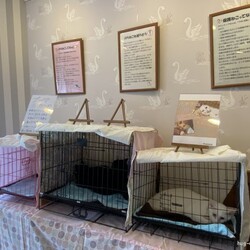 ねこdeko里親会 サムネイル2