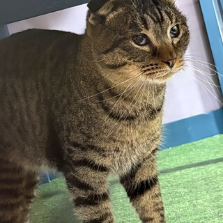 スコティッシュ耳の男の子　ココル