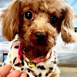 26-W36 1.5㎏ティーカップ♪