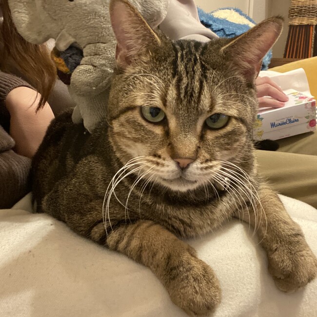 かずきねこのカバー写真