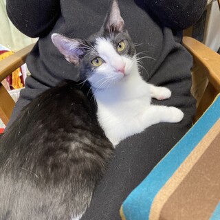 人が好き猫が好き皆んなと仲良しムース君