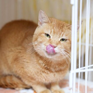 少し怖がりだけど優しい猫さんのチャチャ君