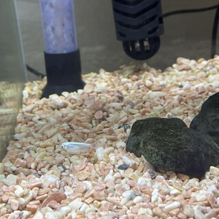 メダカの稚魚/マリアージュキッシング鰭長