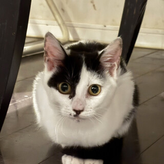 小さいけど元気♀葉っぱ5ヶ月