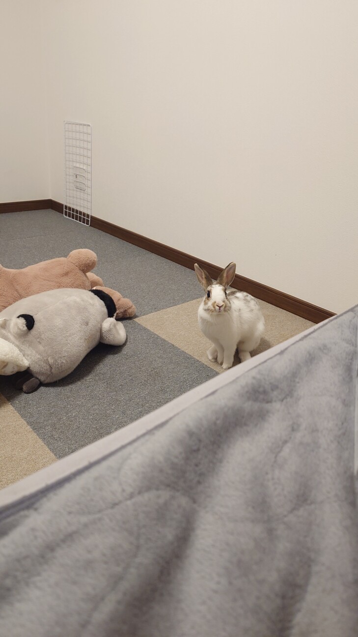 ミニウサギ3歳女の子 サムネイル2