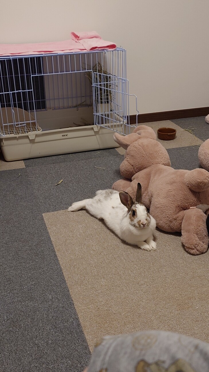 ミニウサギ3歳女の子 サムネイル3