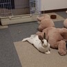ミニウサギ3歳女の子 サムネイル3