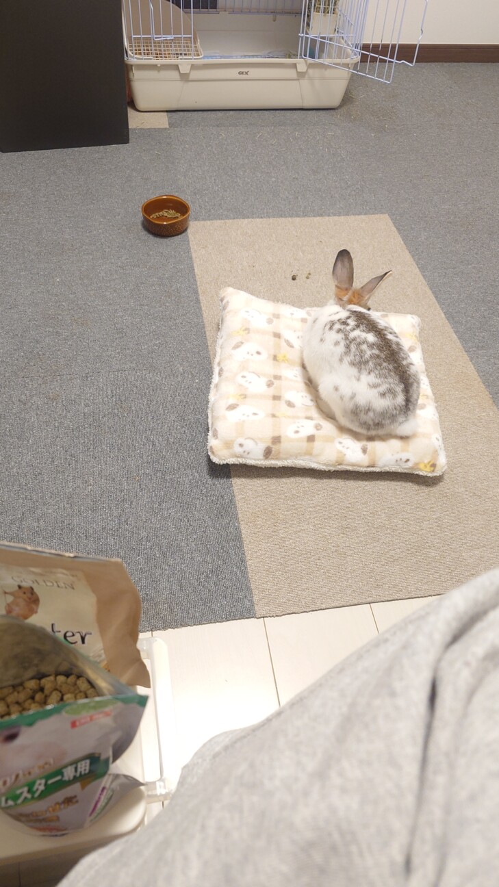 ミニウサギ3歳女の子 サムネイル4