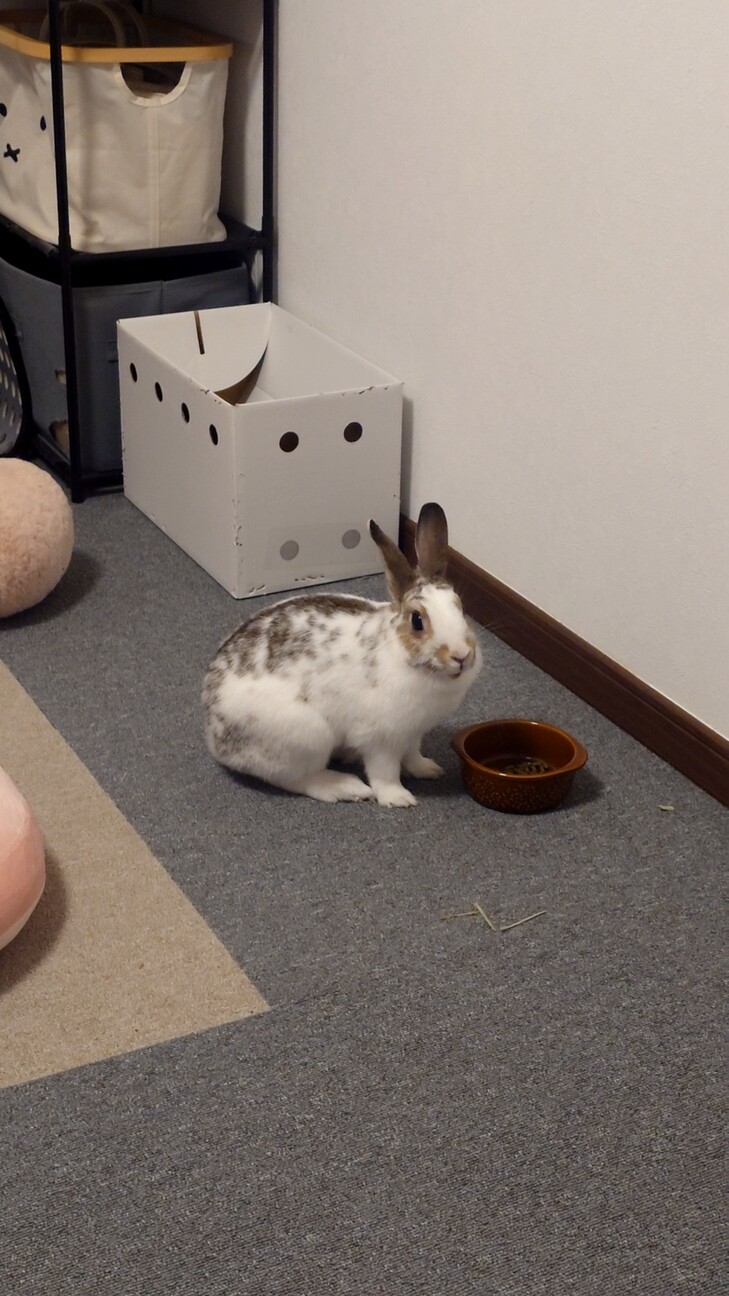 ミニウサギ3歳女の子 サムネイル5