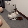 ミニウサギ3歳女の子 サムネイル5