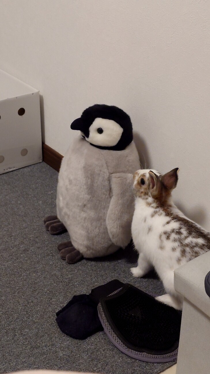 ミニウサギ3歳女の子 サムネイル6