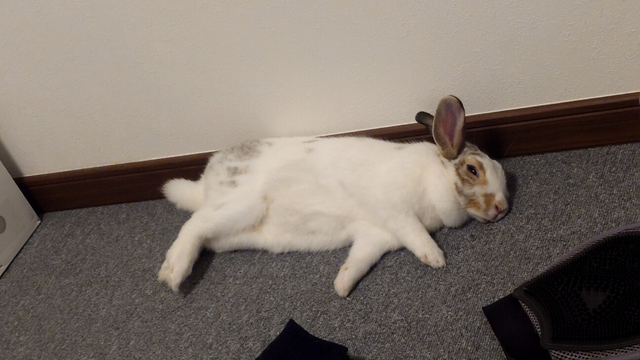 ミニウサギ3歳女の子 サムネイル7