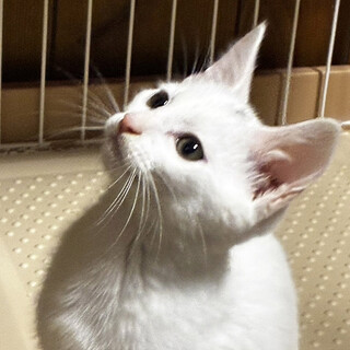 元気ハツラツ！♂空,くう5ヶ月