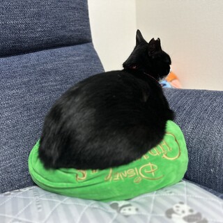 里親募集中。人好きのハチワレ猫