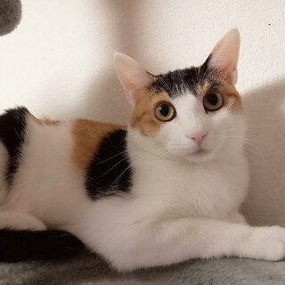 甘えんぼさん♀みつびし6ヶ月半