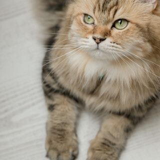 ベンガル×チンチラ　ブリーダー経由で入手　人好き