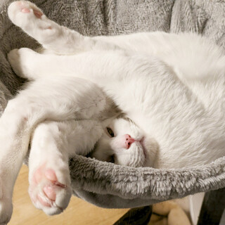 美形白猫兄妹♂はく10ヶ月