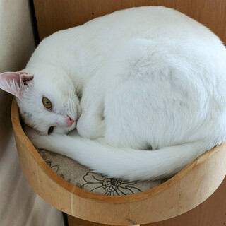 美形白猫兄妹♀むく10ヶ月