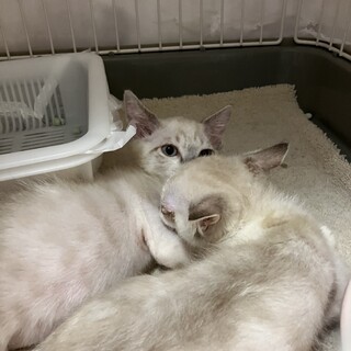 べったり甘えん坊。