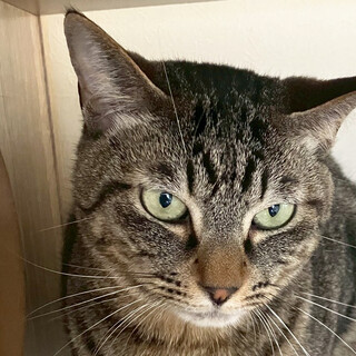 お芋姉妹♀紅,べに3歳