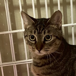 お芋姉妹♀はるか3歳