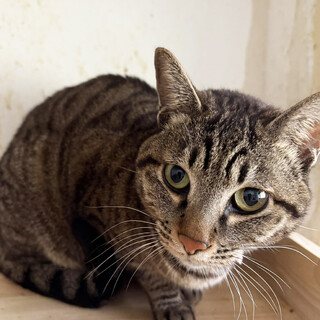 飼い主からの保護♀にじゅ2歳※初