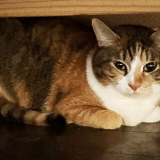 飼い主からの保護♀ようか2歳※初