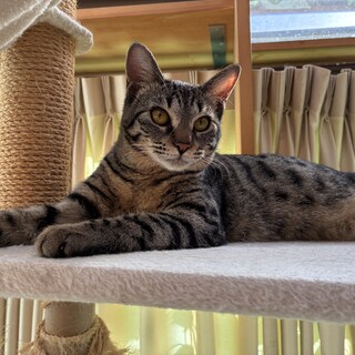 のんびり優しいラムネちゃん