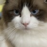 【トライアル中】ラグドール　♂　5歳 サムネイル2