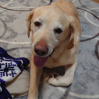 ラブの太郎君★１２歳★雄★岐阜～