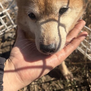 小さめのしばちゃん