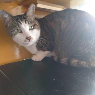 重量級の抱っこ猫、ちょっぴりシャイなキジ白みずき君