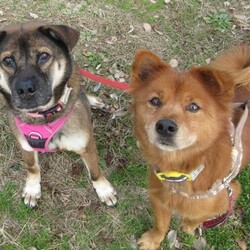 「犬の合宿所in高槻」の里親募集会