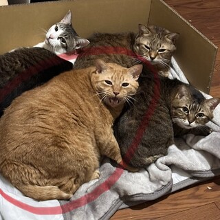 【人が大好き】甘えん坊の茶トラの男の子