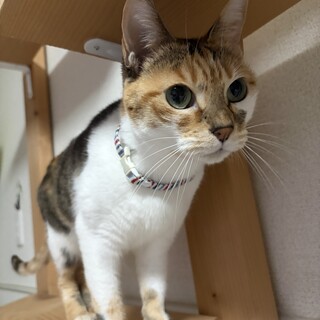 元気で甘えん坊な三毛の女の子です