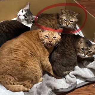 【人が大好き】おっとり甘えん坊のキジの男の子