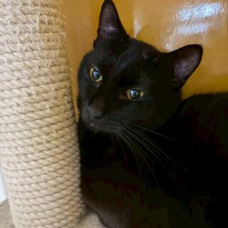 デレデレ抱っこ猫、毛並み手触り最高！黒猫おじゃる君