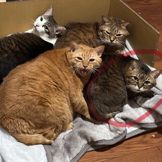 【人が大好き】主張強めのキジの女の子