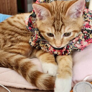 片足でも頑張ってます。人なれ抜群！茶白の未来君