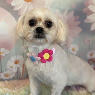 MIX(マル×ペキ)子犬の女の子