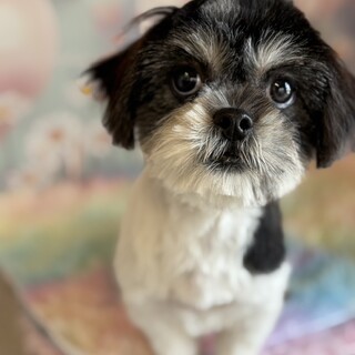 MIX(マル×ペキ)子犬の女の子