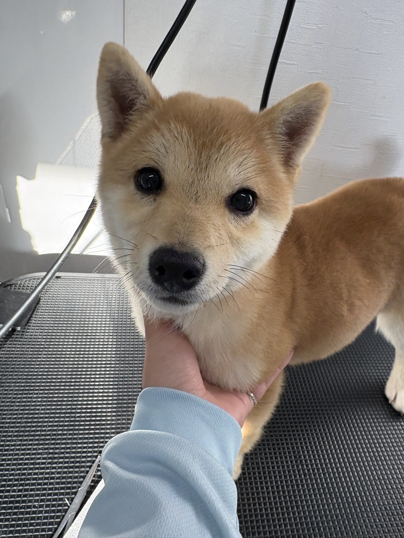 豆柴子犬の女の子」宮崎県 - 犬の里親募集(534100) :: ペットのおうち