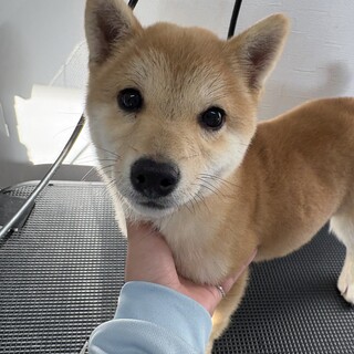 豆柴子犬の女の子