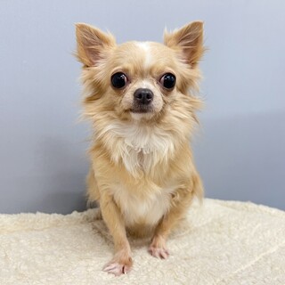 募集停止　人懐っこさ抜群のチワワちゃん♫