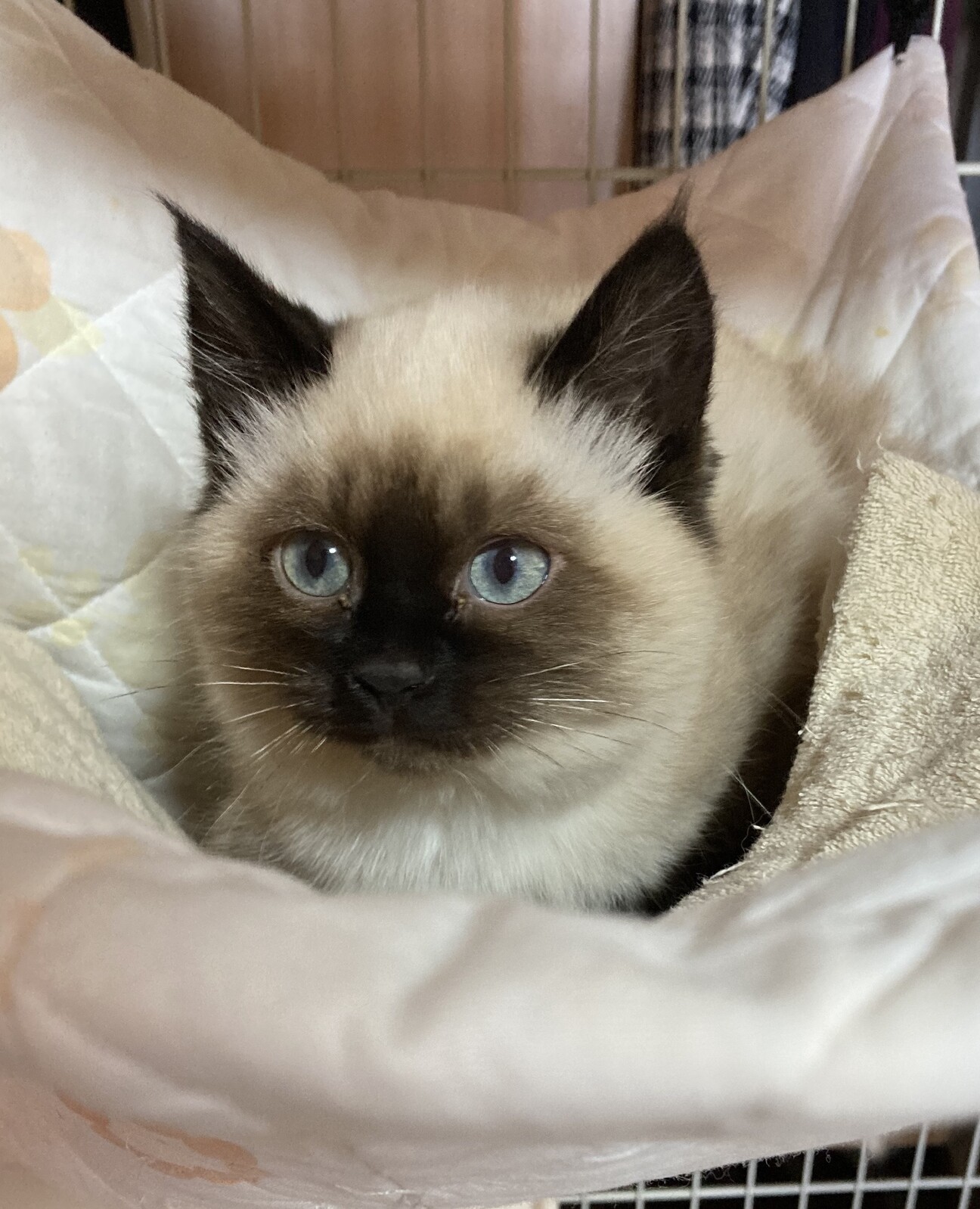 終生飼える方求む サムネイル1