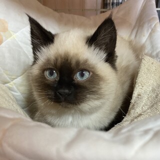 終生飼える方求む