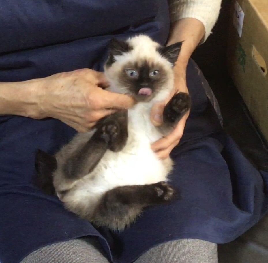 終生飼える方求む サムネイル2