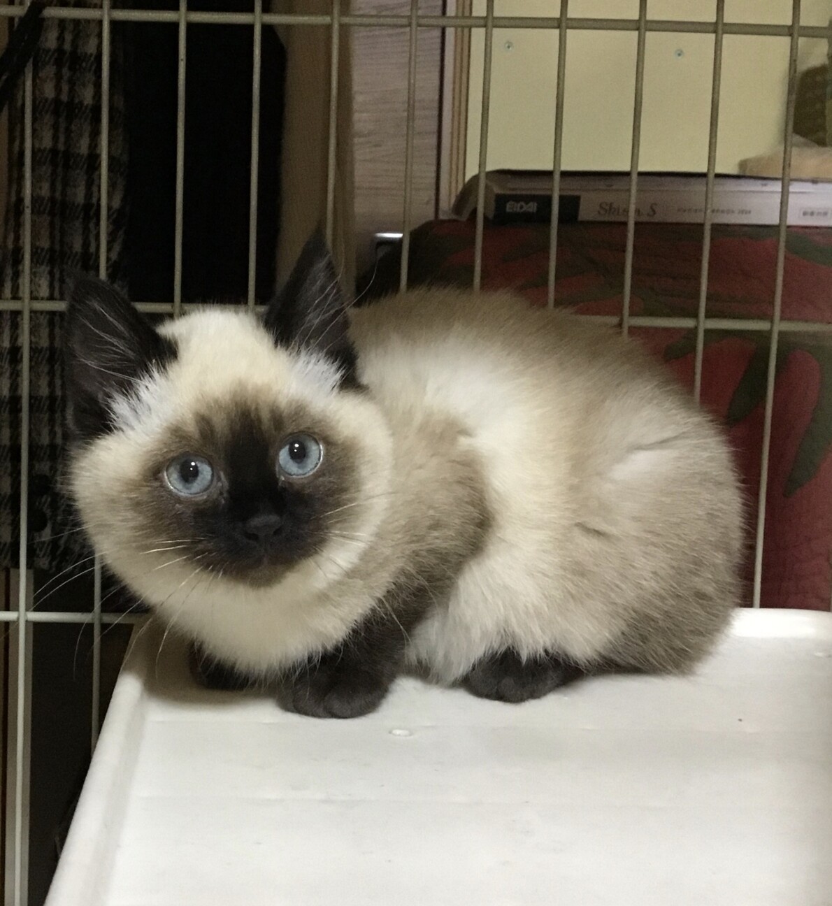 終生飼える方求む サムネイル3